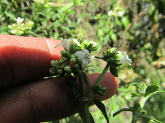 Galianthe bogotensis