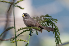 Sporophila caerulescens