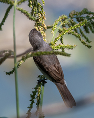 Sporophila caerulescens