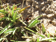 Cephalomutilla haematodes