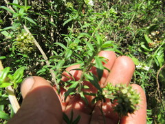 Galianthe bogotensis