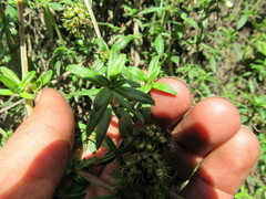 Galianthe bogotensis