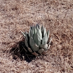 Agave applanata
