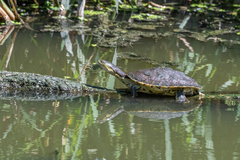 Phrynops hilarii
