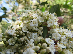 Viburnum triphyllum