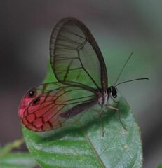 Cithaerias cliftoni
