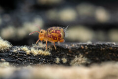 Dicyrtomina ornata