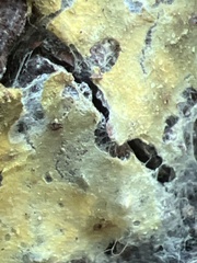 Trichoderma sulphureum