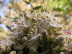 Viburnum triphyllum