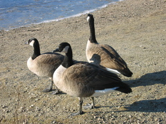 Branta hutchinsii