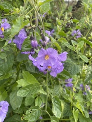 Solanum xanti