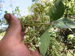 Viburnum triphyllum