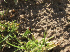 Cephalomutilla haematodes