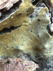 Trichoderma sulphureum