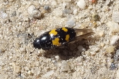 Glischrochilus fasciatus