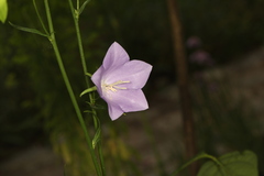 Campanula persicifolia