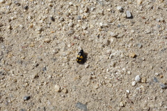 Glischrochilus fasciatus