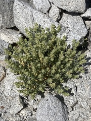 Petalonyx linearis