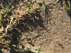 Cephalomutilla haematodes