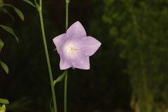 Campanula persicifolia