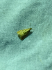 Udea ferrugalis