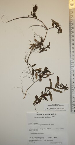 Potamogeton × nitens iNat (3)