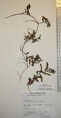 Potamogeton × nitens