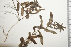 Potamogeton × nitens