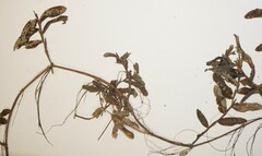 Potamogeton × nitens