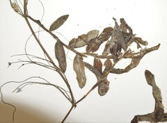 Potamogeton × nitens