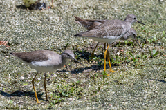 Tringa flavipes