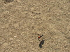 Cephalomutilla haematodes