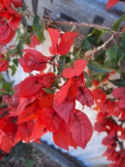 Bougainvillea