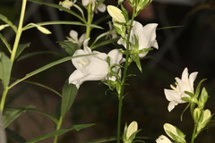 Campanula persicifolia