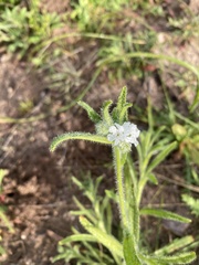 Cryptantha intermedia