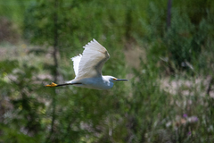 Egretta thula