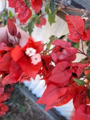 Bougainvillea