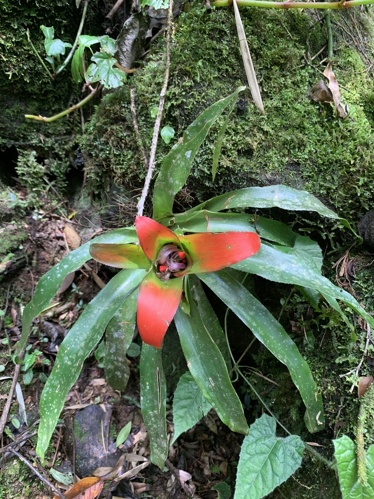 Nidularium apiculatum