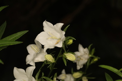 Campanula persicifolia
