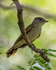 Pachyramphus polychopterus