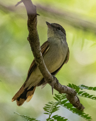 Pachyramphus polychopterus