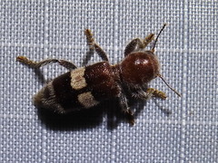 Enoclerus quadrisignatus