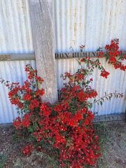Bougainvillea