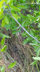 Tulipa sylvestris biebersteiniana