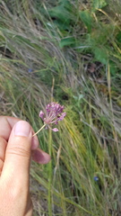 Allium rotundum