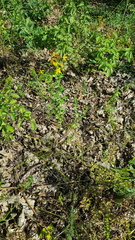 Hypericum perforatum