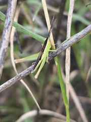 Staurorhectus longicornis