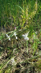 Dianthus superbus