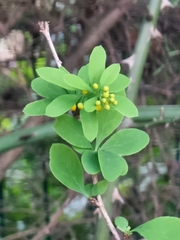 Berberis maderensis