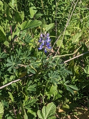Lupinus succulentus
